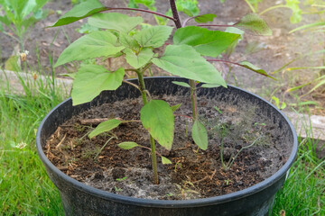 Container gardening. Sunflower growing in box. Organic vegetables grown in a rural garden. Sunny day.