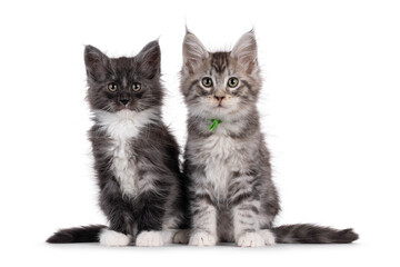 Black smoke and silver with white Maine Coon cat kitten, sitting side by side. Both looking towards camera. Isolated on a white background.