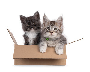Black smoke and silver with white Maine Coon cat kitten, sitting together in a brown carton box. Both looking towards camera. Isolated on a white background.