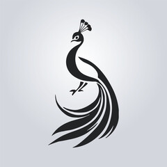 Fototapeta premium black and white peacock