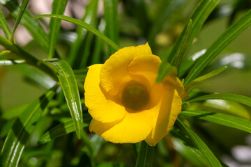Yellow flowered plant. Scientific name: Thevetia peruviana