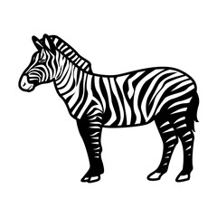 Zebra Illustration