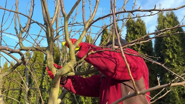 Gardener pruning fruit tree branches with pruning saw
