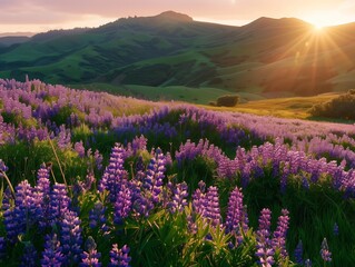 Fototapeta premium A field of lupine , rolling hills, maritime vibes, lupine Fields