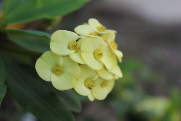 Euphorbia milii, mahkota duri, kaktus pakis giwang