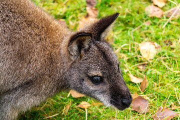Naklejka premium Kangaroo wallaby on a sunny green meadow 