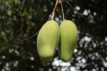  Mango fruit on the tree