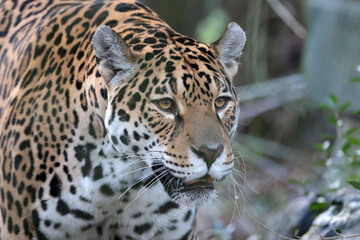 portrait of Jaguar (Panthera Onca) in wild