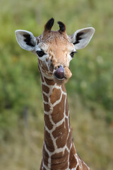 Reticulated giraffe (Giraffa reticulata) looking at camera