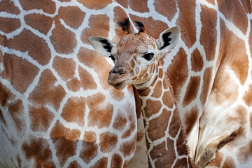 Reticulated giraffe (Giraffa reticulata) baby and mother