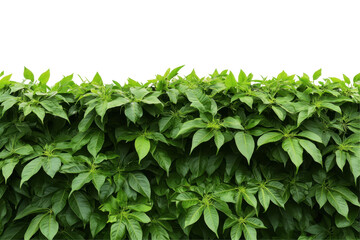 Fototapeta premium Lush green foliage forming a dense hedge, ideal for landscaping or privacy.