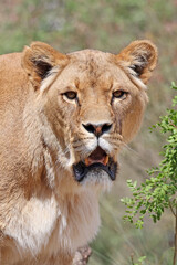 Fototapeta premium african lioness in the savannah in wild, predator
