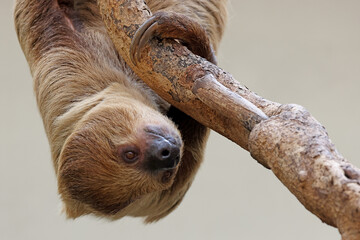 Linnaeus's two-toed sloth (Choloepus didactylus) close up view