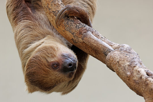Linnaeus's two-toed sloth (Choloepus didactylus) close up view