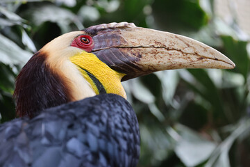 Wreathed Hornbill Rhyticeros undulatus in wild
