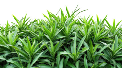 Obraz premium A dense arrangement of vibrant green plants with long, pointed leaves.
