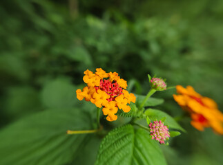 Chicken manure plant, saliara or flowering tembelekan (Lantana camara)
