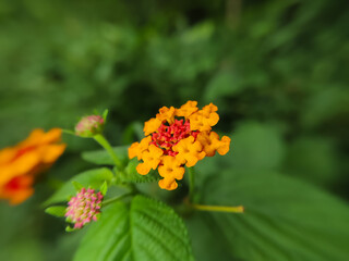 Chicken manure plant, saliara or flowering tembelekan (Lantana camara)