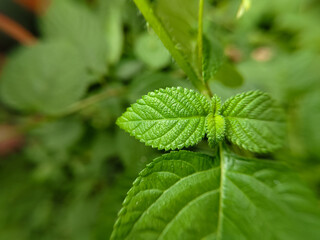 close up of chicken manure plant or saliara (Lantana camara) leaves