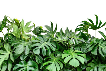 Fototapeta premium A lush arrangement of green tropical leaves, creating a vibrant, natural backdrop.