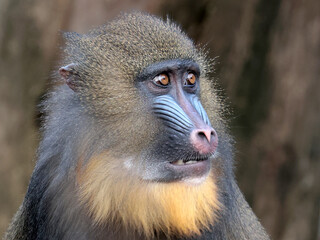 portrait of a mandrill (Mandrillus sphinx)