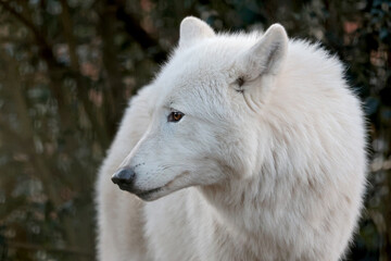 Hudson Bay Wolf (Canis Lupus Hudsonicus)