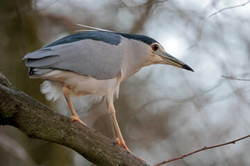 Black-crowned Night Heron Nycticorax nycticorax