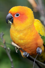 Sun Parakeet Aratinga solstitialis in wild