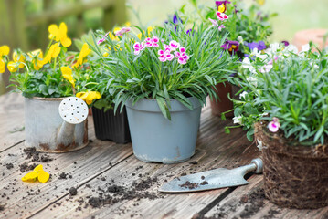  carnation flowers in flowerpot and colorful viola with  shovel and dirt on a wooden table