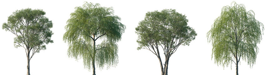 Set of Salix caroliniana and Salix babylonica isolated png in sunny daylight on a transparent background perfectly cutout © Viktoria