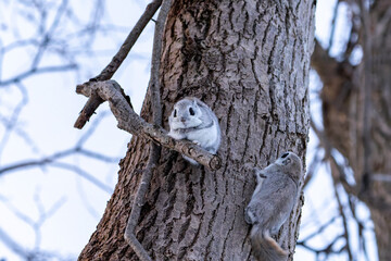 北海道　エゾモモンガ　小動物　かわいい