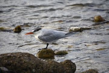 Royal Tern Perched on a Rock in Aruba