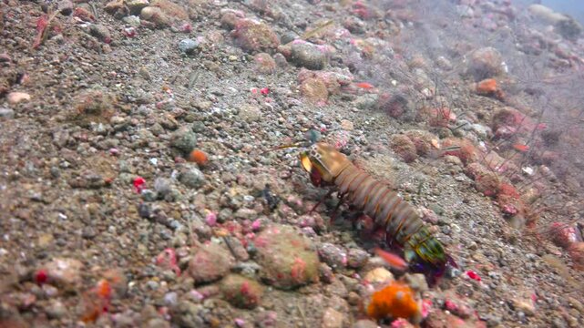 Mantis shrimp. Diving near the islands of Apo and Negros. Philippines. 