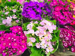 pink flowers in a garden