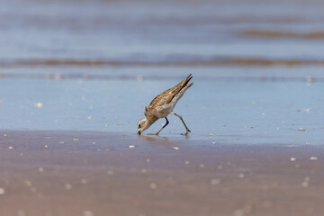 American Golden Plover (Pluvialis dominica) feeding on the beach.