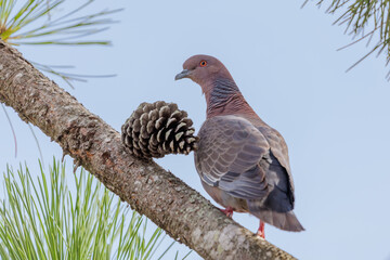 Picazuro Pigeon (Patagioenas picazuro) perched on a pine branch..
