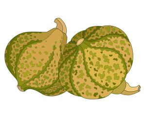 Naklejka premium Pumpkins spotted, with cuttings - vector full color picture. Pumpkins with spots - autumn fruit, healthy food 