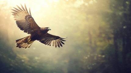 Obraz premium Majestic hawk soaring through sunlit forest. (1)
