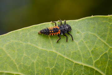 Ladybug nymph (Harmonia axyridis) on a leaf.