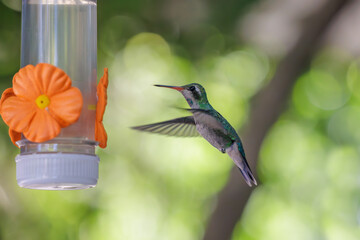 Female Glittering-bellied Emerald hummingbird (Chlorostilbon lucidus) drinking from a feeder.
