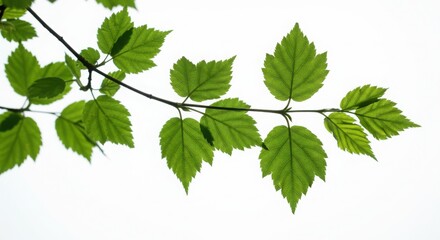 Green Leaves on Branch Against White Background