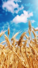 Fototapeta premium Golden wheat stalks sway gently under a vibrant blue sky.