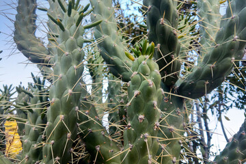 Close-Up of Prickly Cactus Spines in Arid Environment for Botanical Design