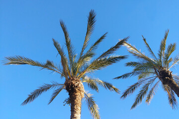 Summer Vibes with Tall Palm Trees Against a Clear Blue Sky
