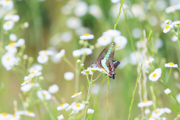 アオスジアゲハ