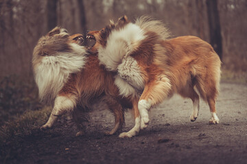 2 junge rough Collies britisch und amerikanisch sable white im Wald Winter Herbst Var. 31