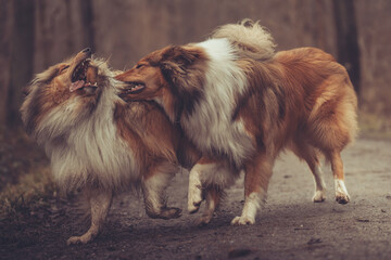2 junge rough Collies britisch und amerikanisch sable white im Wald Winter Herbst Var. 22