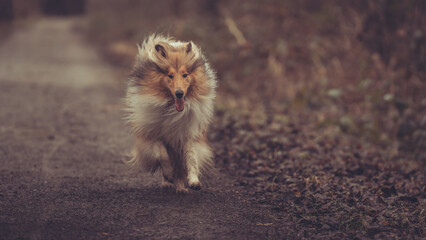 Junge britische rough Collie Hündin sable white im Winter Herbst Wald laufend Var. 4