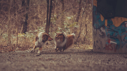 2 junge rough Collies britisch und amerikanisch sable white im Wald Winter Herbst Var. 21