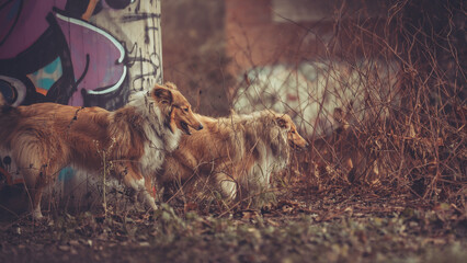 2 junge rough Collies britisch und amerikanisch sable white im Wald Winter Herbst Var. 17